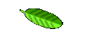 Waschnussschalen